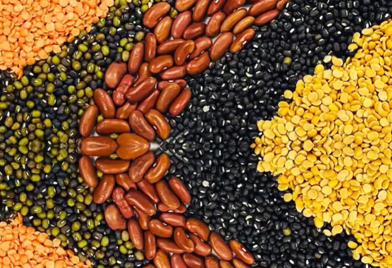 Vivamus volutpat pretium sagittis